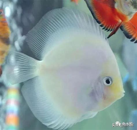 七彩神仙魚吃什麼|七彩神仙魚吃什麼飼料最好，喂多少精選